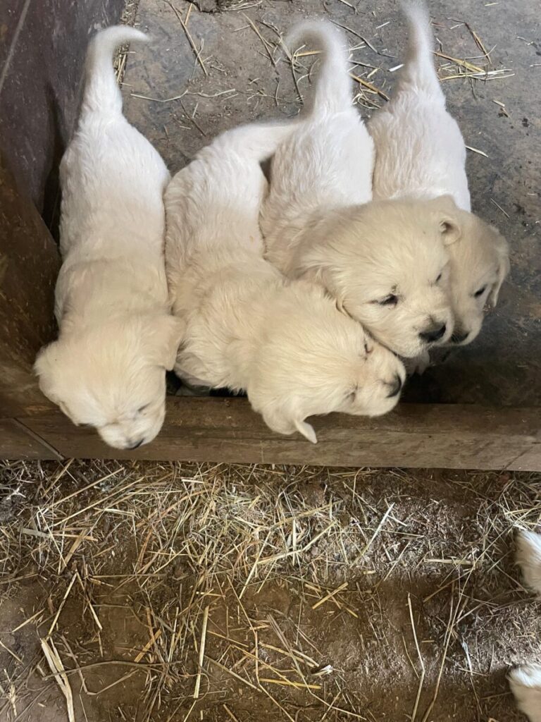 English Cream Golden Retriever puppies