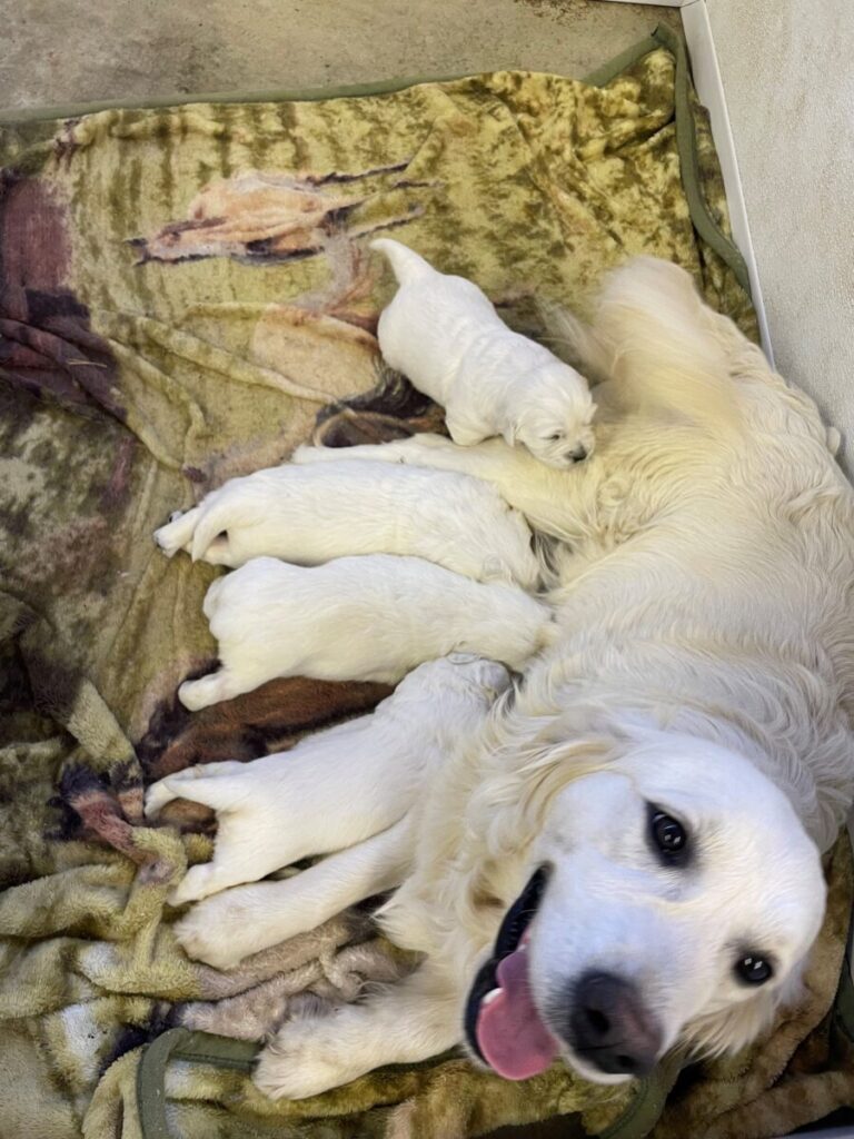 English Cream Golden Retriever mother feeding puppies